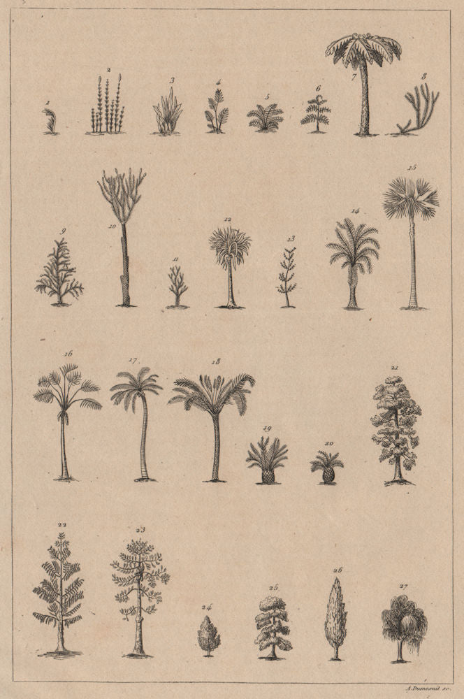 PALEONTOLOGY. Reconstructed plant fossils 1834 old antique print picture